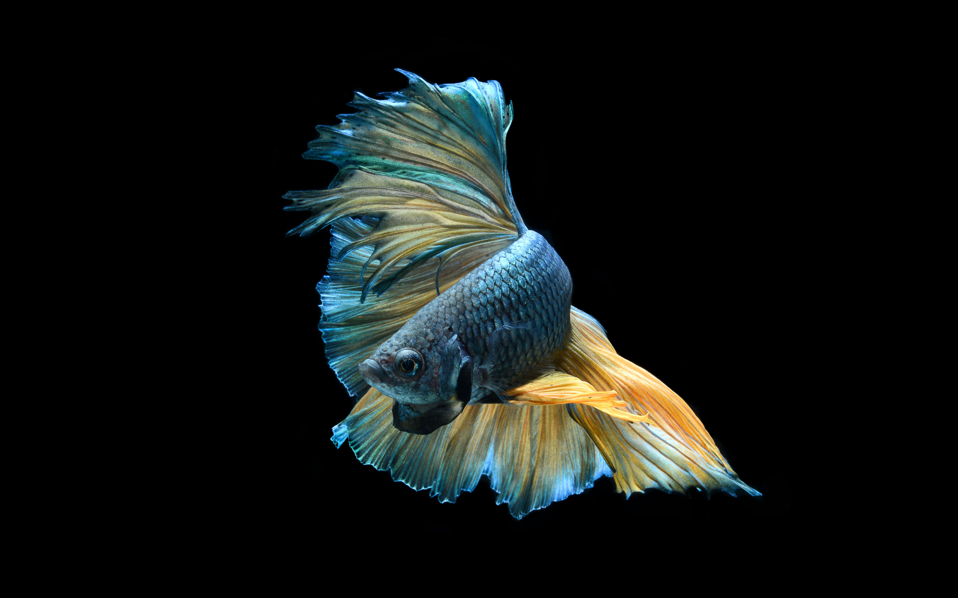 siamese fighting fish wallpaper,organism,feather,wing,tail