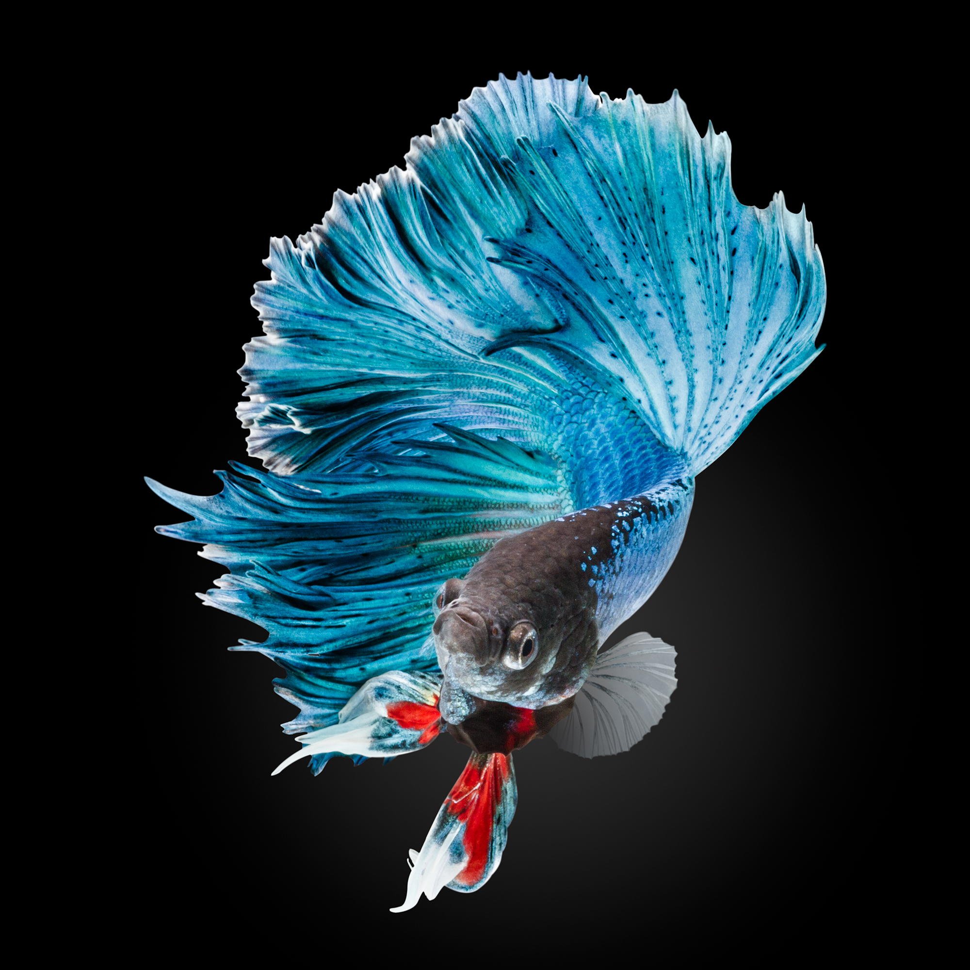 carta da parati pesce combattente siamese,blu,turchese,piuma,turchese,ala