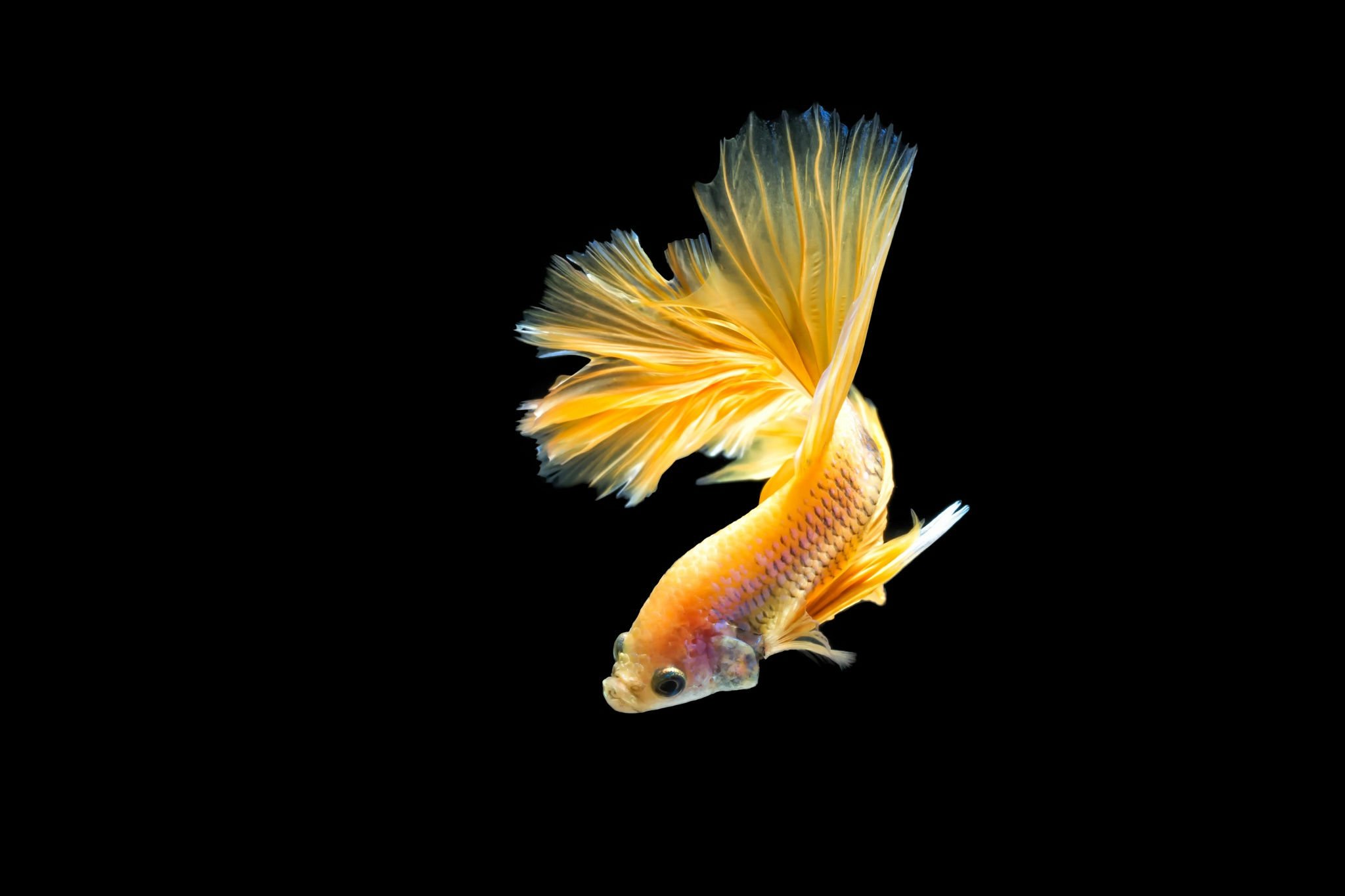 siamese fighting fish wallpaper,yellow,goldfish,fish,tail,marine biology