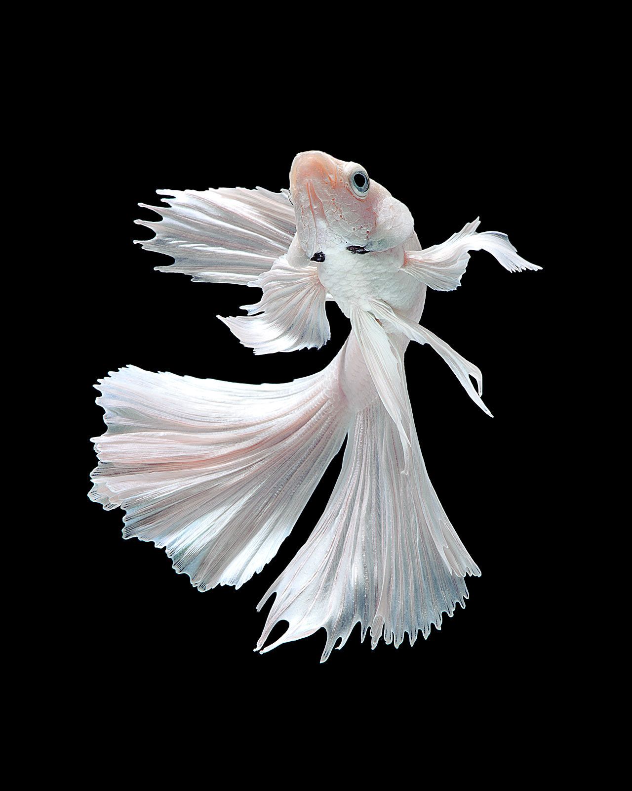 siamese fighting fish wallpaper,wing,angel,figurine,fictional character,feather