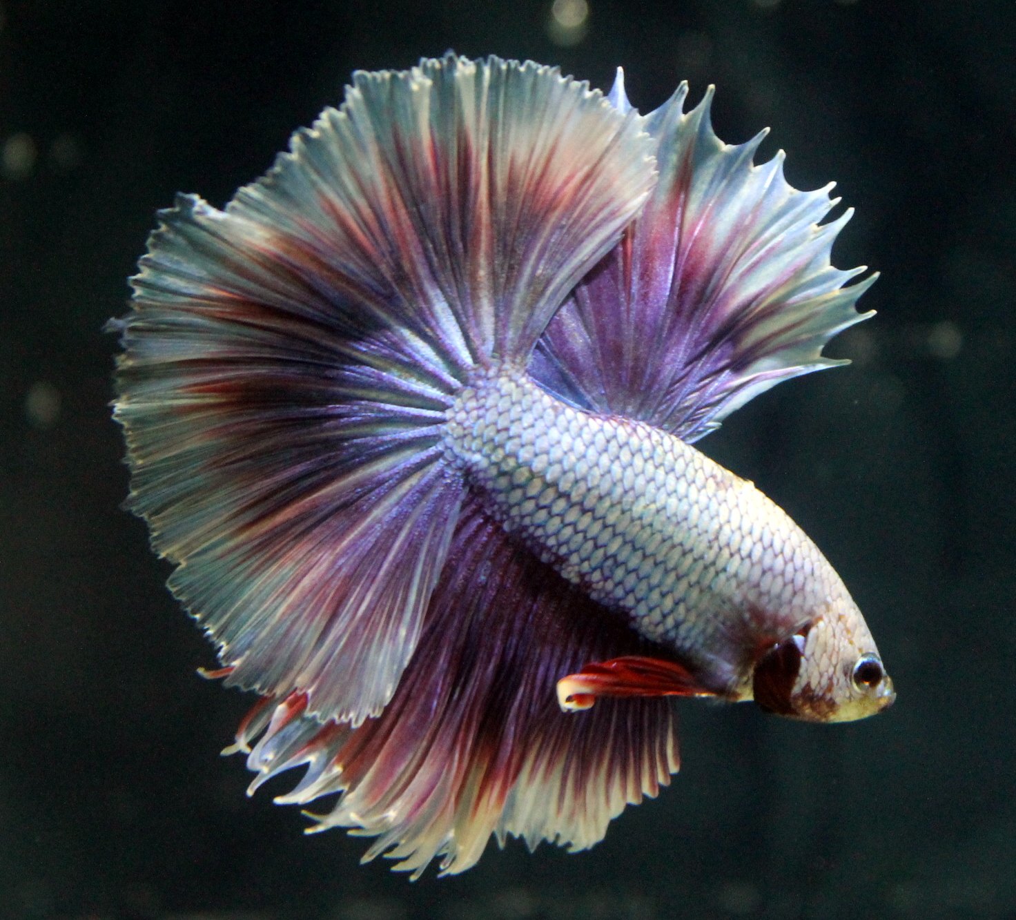 シャムの戦いの魚の壁紙 魚 ピンク 海洋生物学 魚 Wallpaperuse シャムの戦いの魚の壁紙 魚 ピンク 海洋生物学 魚 Wallpaperuse