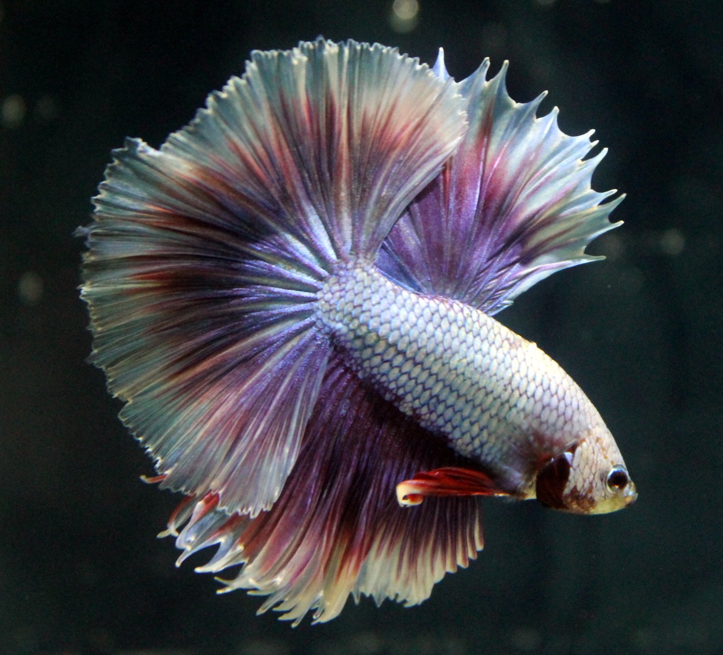 siamese fighting fish wallpaper,organism,fish,pink,tail,marine biology