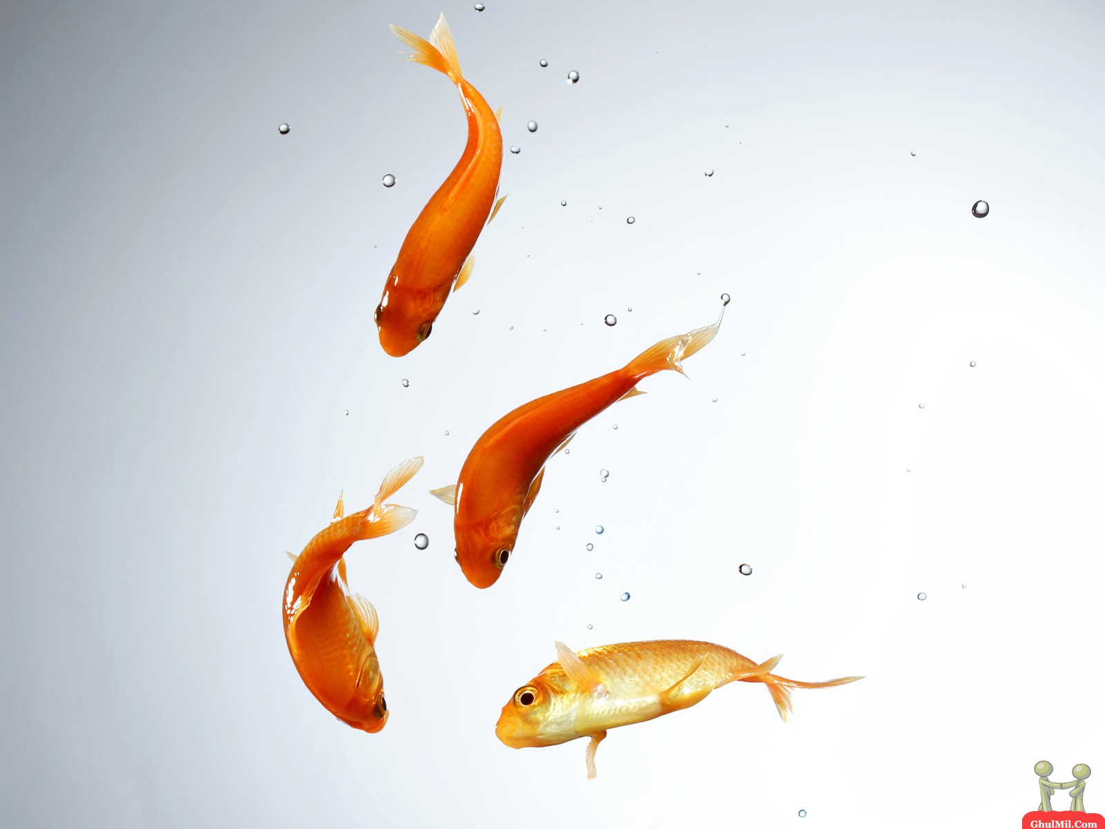 hd fisch wallpaper für handy,fisch,goldfisch,koi,feederfisch,fisch