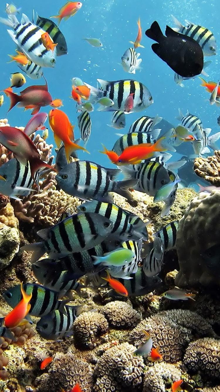 fondo de pantalla hd fish para móvil,peces de arrecife de coral,submarino,biología marina,pez,arrecife de coral