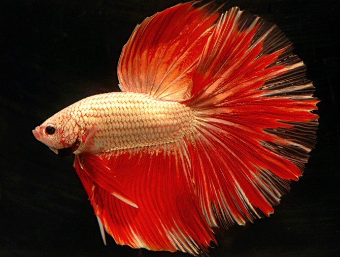 fighter fish wallpaper,red,fish,orange,pink,tail