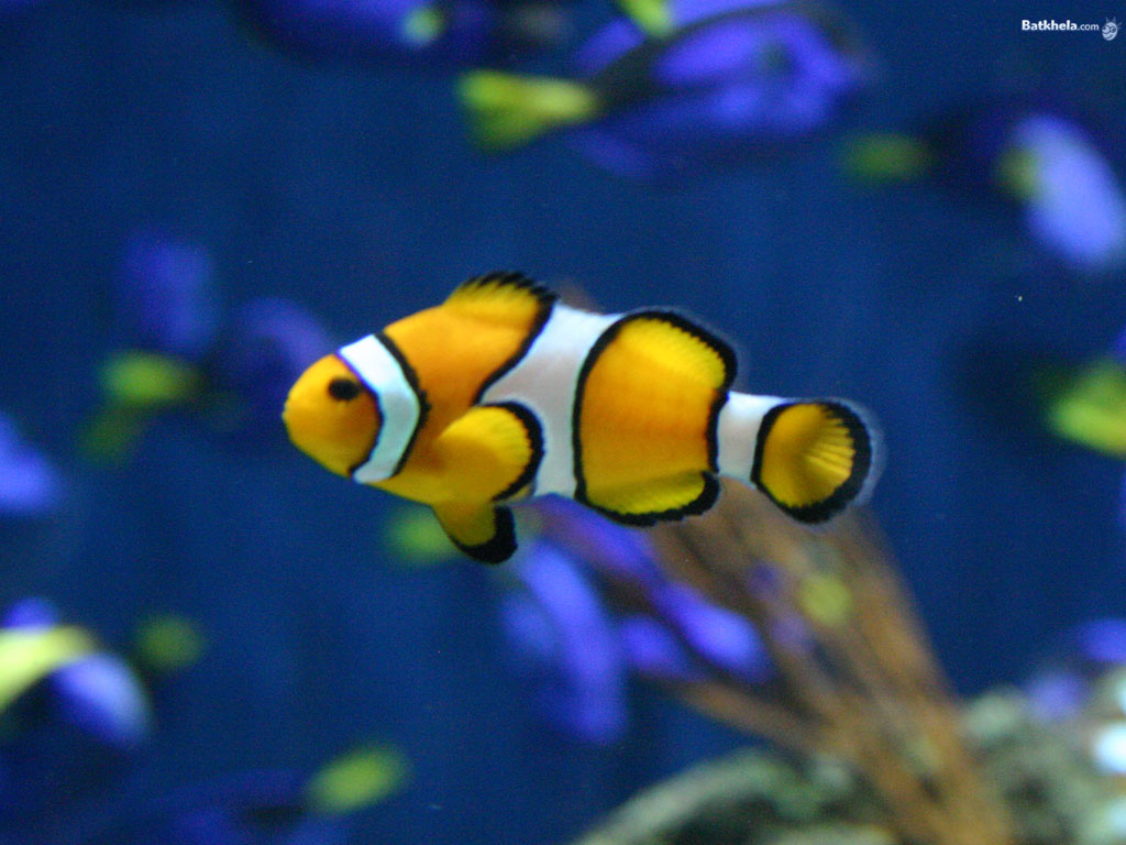 colour fish wallpapers,pomacentridae,fish,anemone fish,fish,clownfish