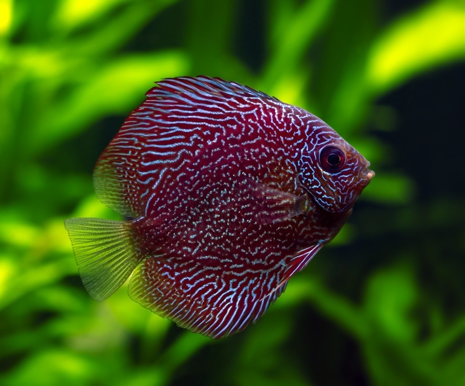 beautiful fish wallpaper,fish,organism,freshwater aquarium,botany,aquarium