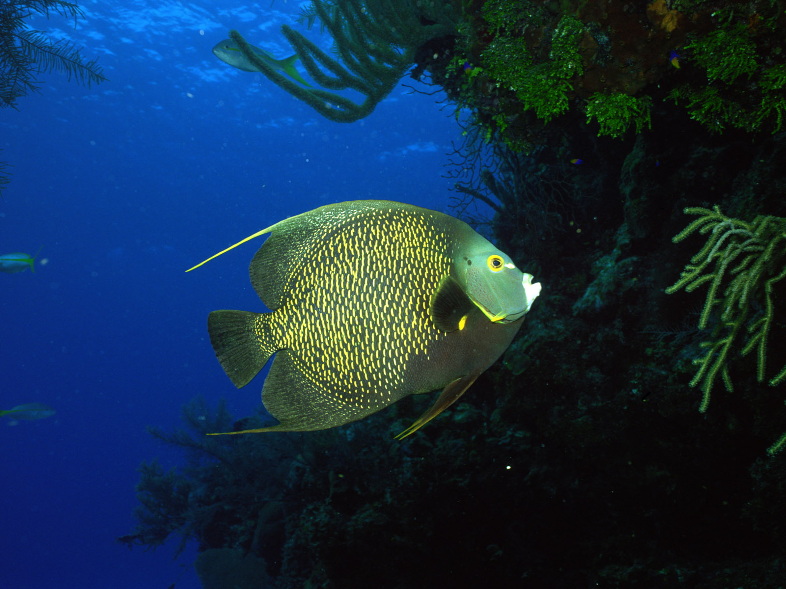 beau fond d'écran de poisson,poisson,poisson,biologie marine,sous marin,pomacentridae