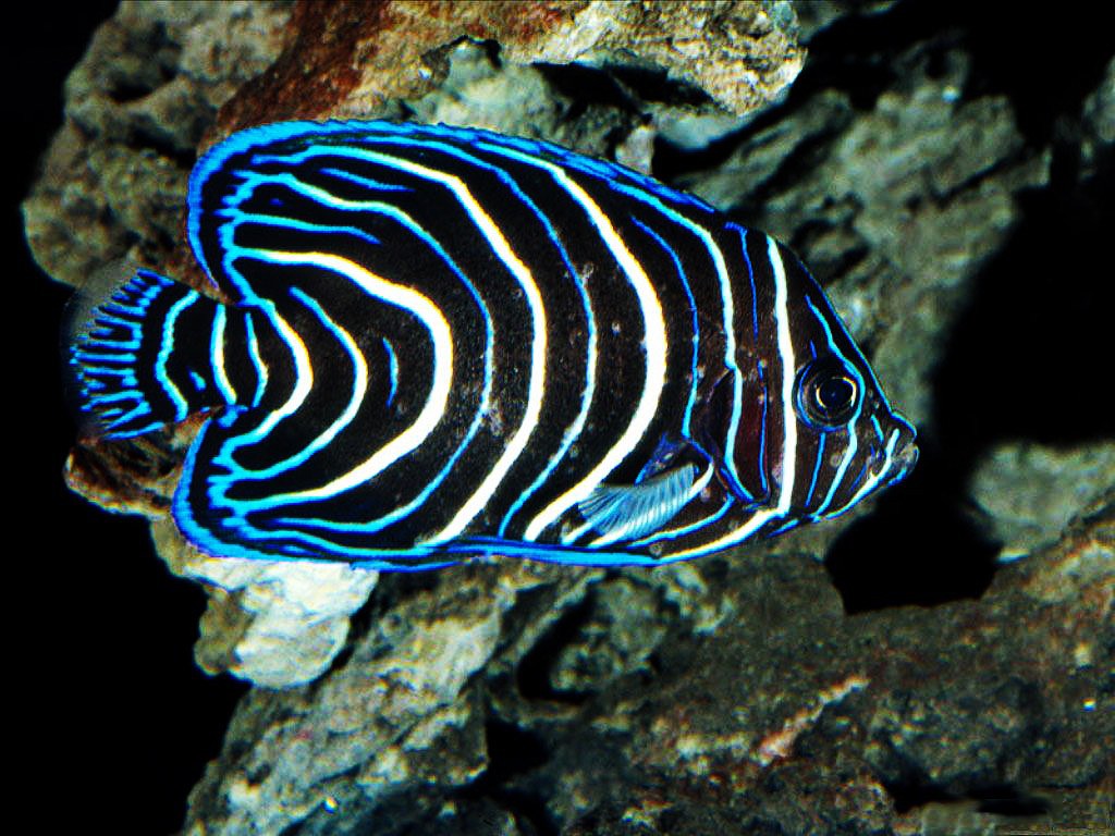 beau fond d'écran de poisson,poisson,biologie marine,poisson,sous marin,récif