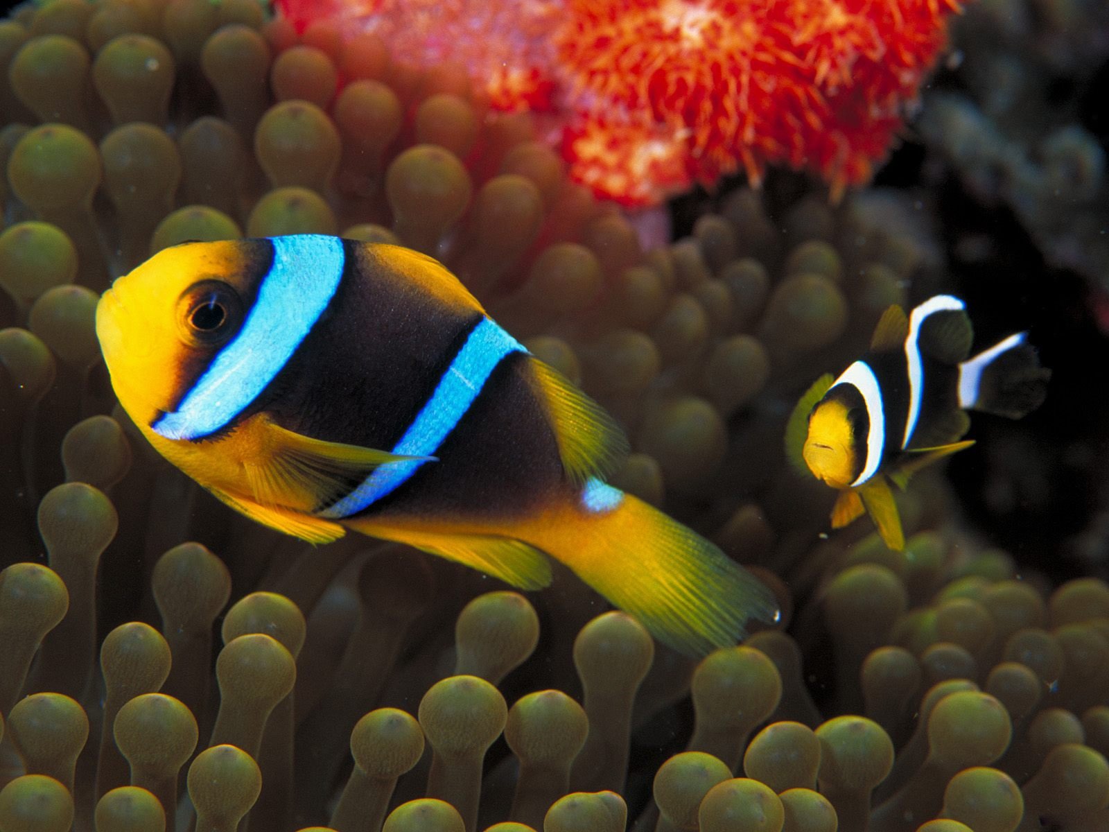 beautiful fish wallpaper,pomacentridae,anemone fish,fish,clownfish,fish
