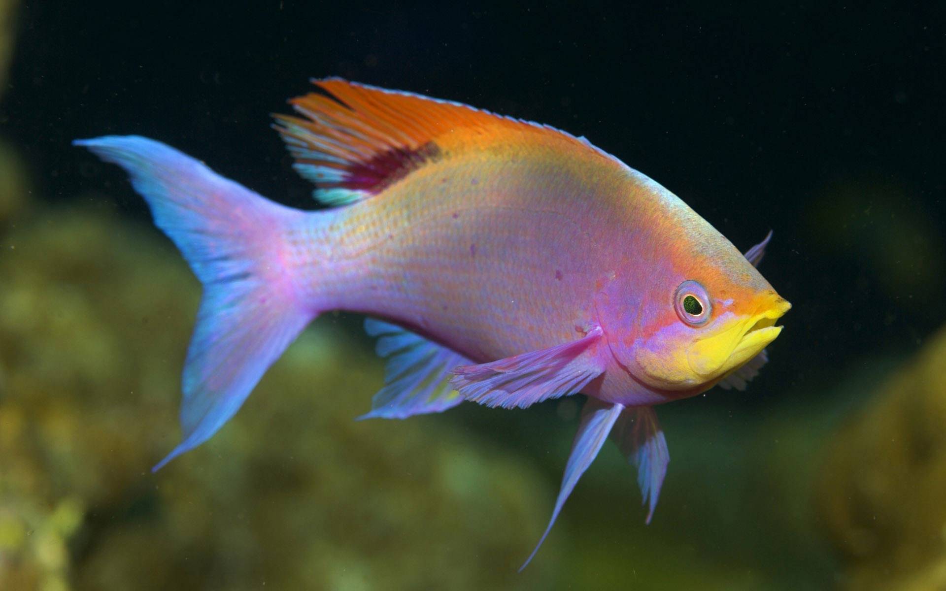 fonds d'écran de poissons de couleur,poisson,poisson,biologie marine,sous marin,poisson nourricier