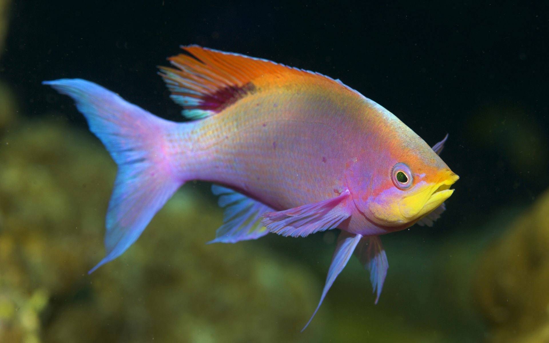 色の魚の壁紙,魚,魚,海洋生物学,水中,フィーダーフィッシュ