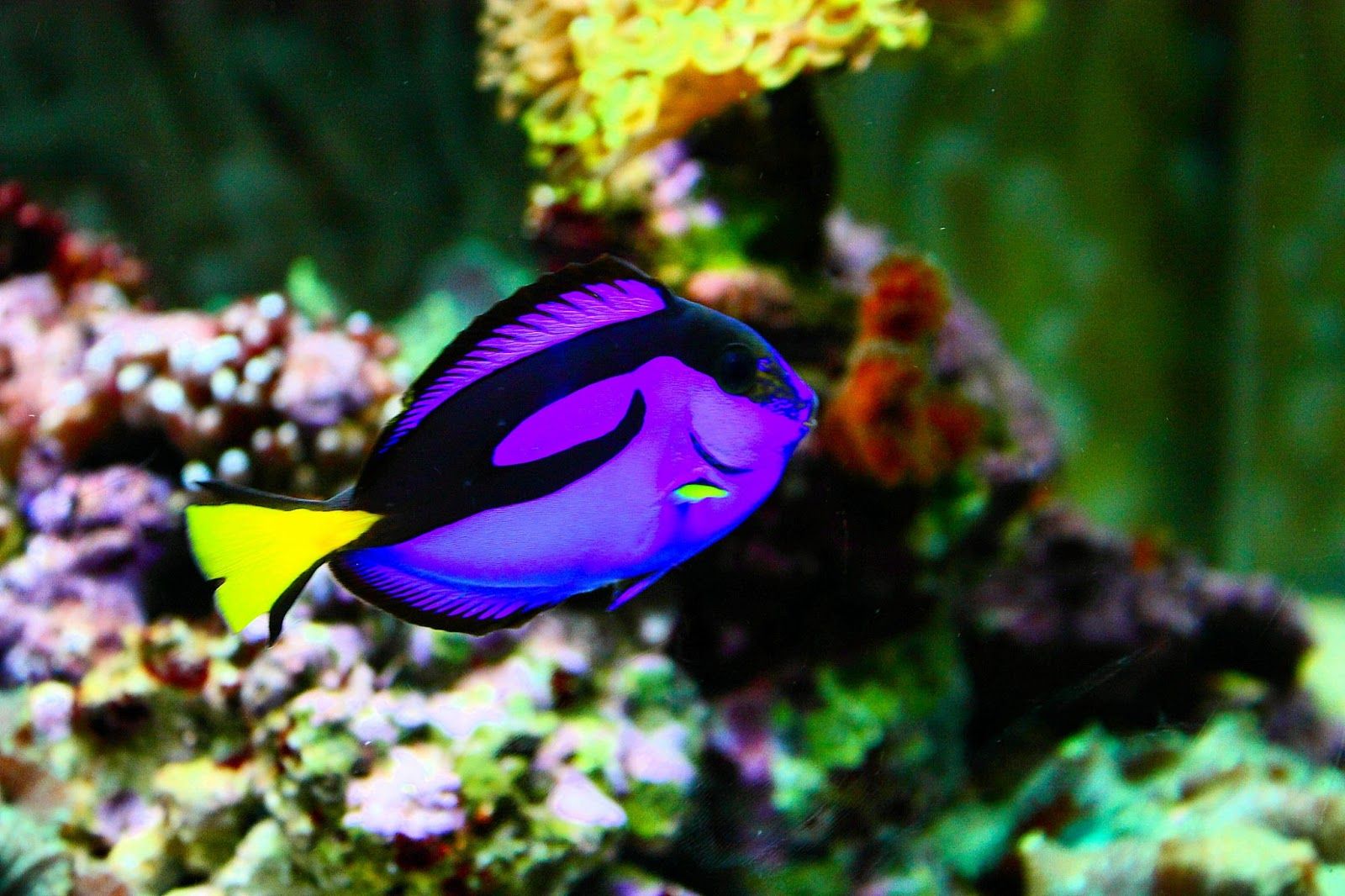 fonds d'écran de poissons de couleur,poisson,poissons de récifs coralliens,biologie marine,poisson,sous marin