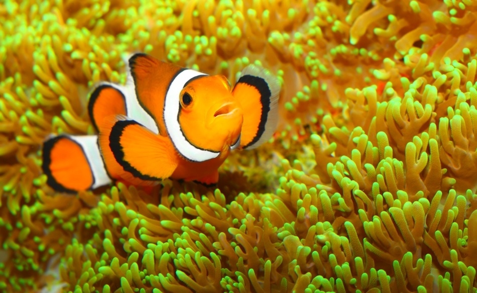 beautiful fish wallpaper,fish,anemone fish,pomacentridae,clownfish,marine biology