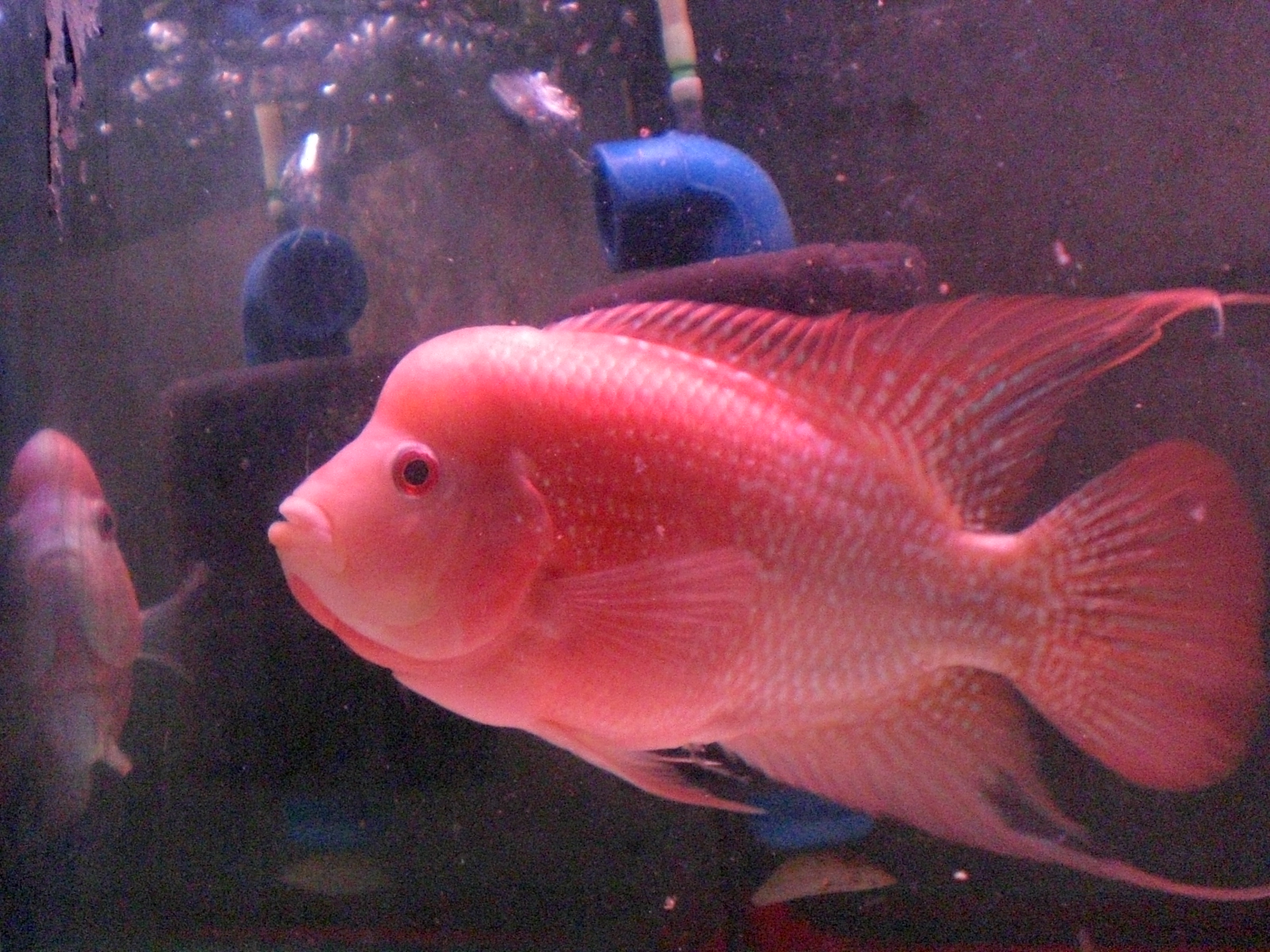 hermoso fondo de pantalla de pescado,pez,pez,rojo,biología marina,rosado