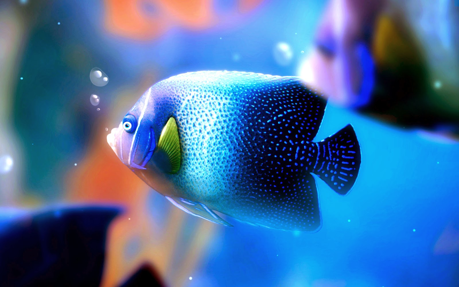 hermoso fondo de pantalla de pescado,pez,pez,azul,pomacentridae,biología marina