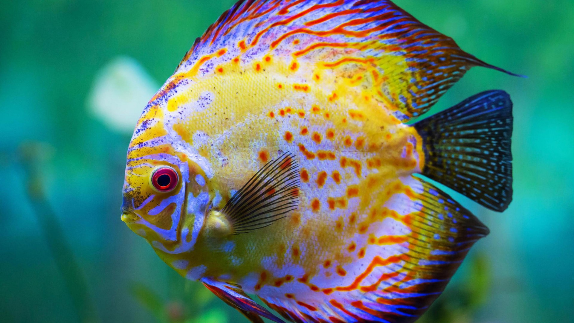 hermoso fondo de pantalla de pescado,pez,biología marina,pez,azul,turquesa