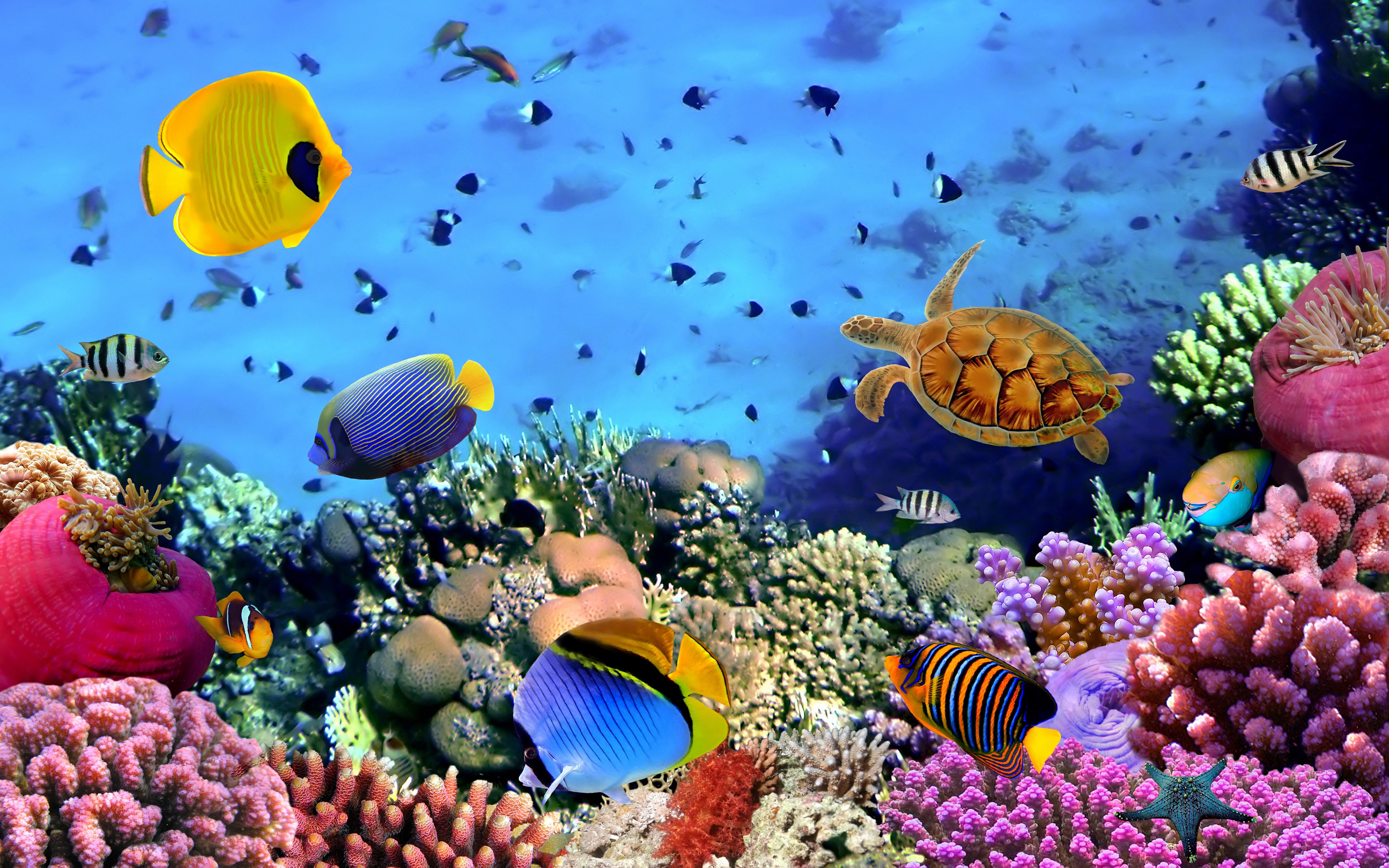 beautiful fish wallpaper,reef,coral reef,fish,coral reef fish,marine biology