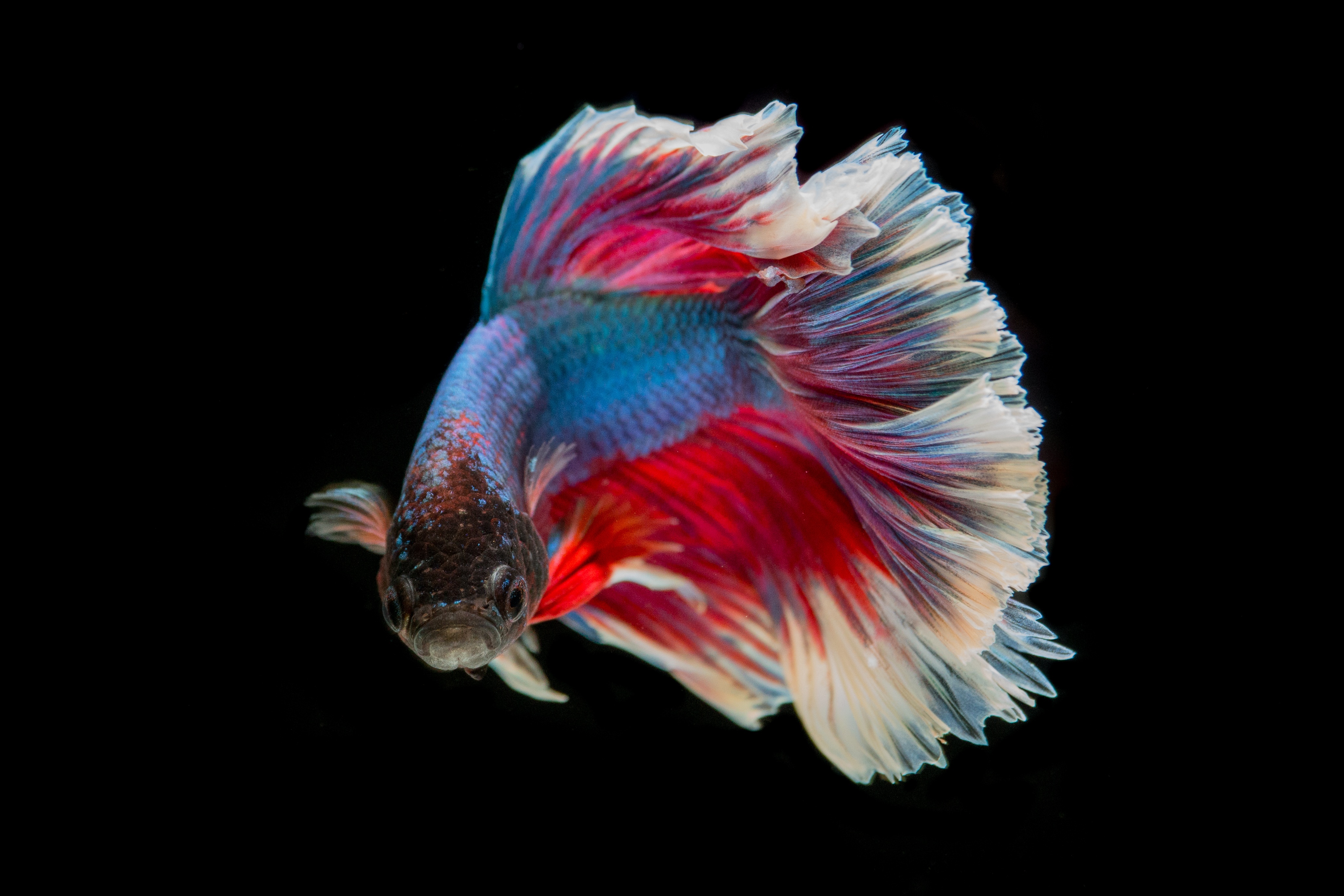 colour fish wallpapers,red,organism,fish,feather,tail