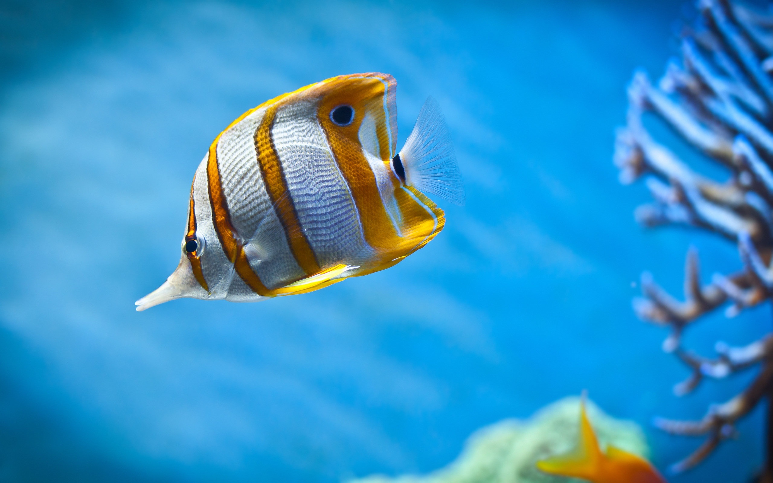 hermoso fondo de pantalla de pescado,pez,peces de arrecife de coral,biología marina,submarino,pez