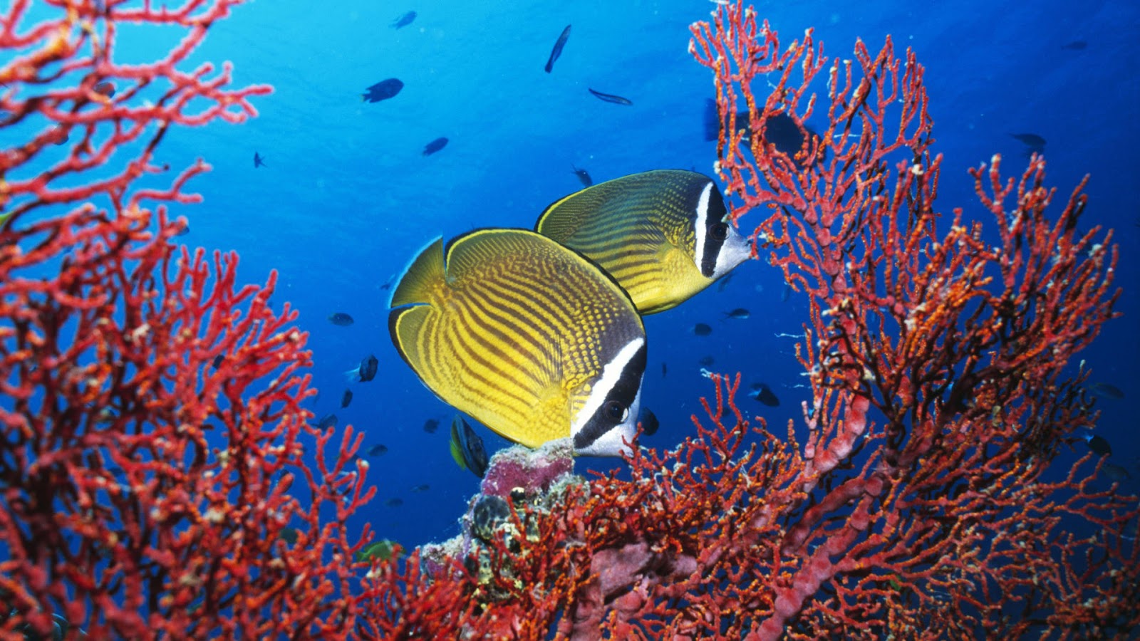 beautiful fish wallpaper,fish,underwater,marine biology,pomacanthidae,coral reef