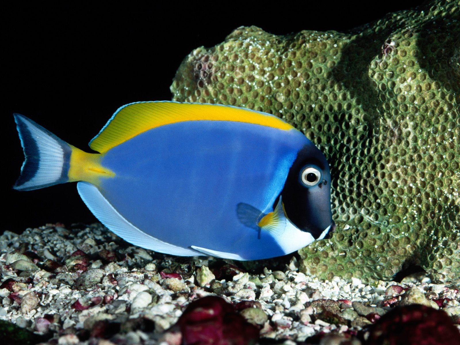 hermoso fondo de pantalla de pescado,pez,pez,pomacentridae,biología marina,holacanthus