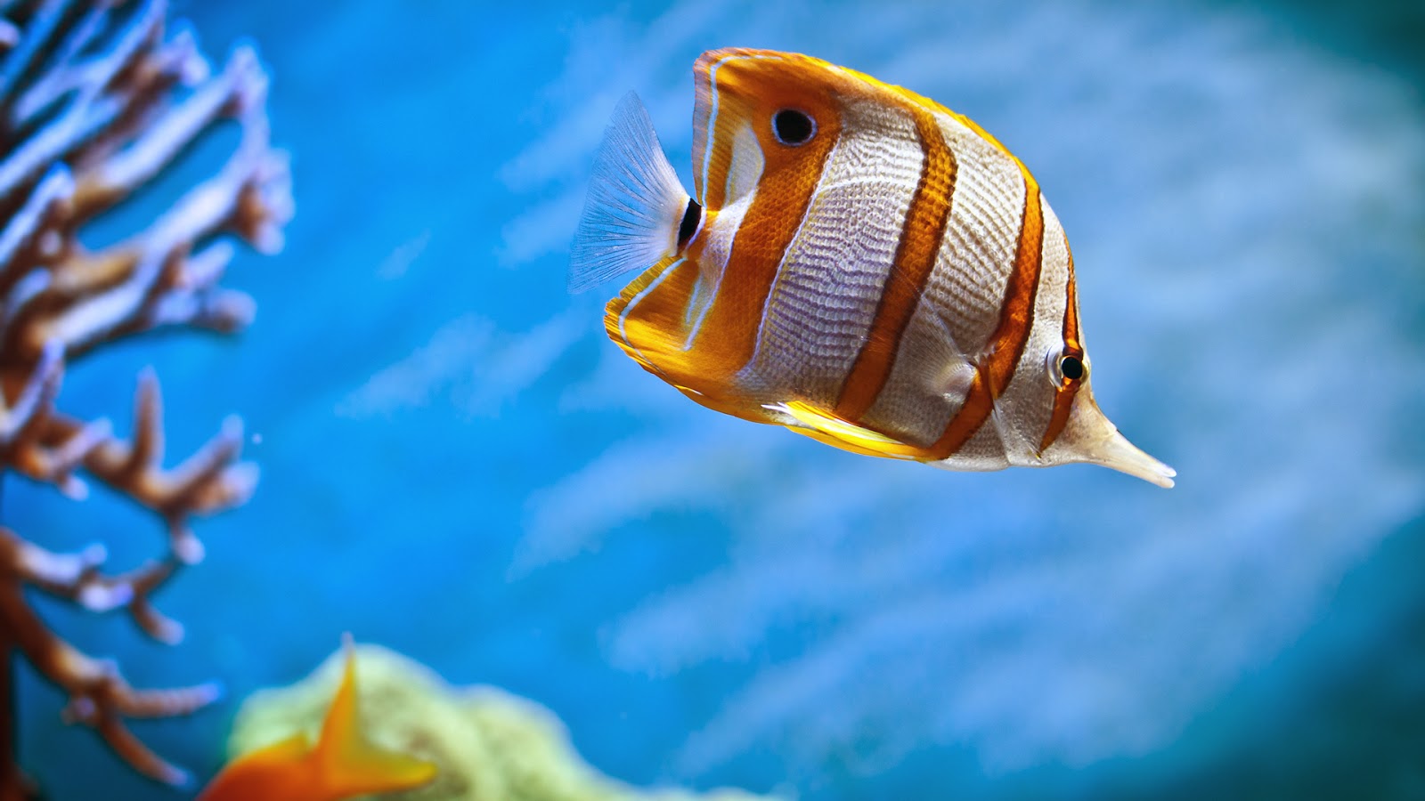 beau fond d'écran de poisson,poisson,biologie marine,sous marin,poissons de récifs coralliens,poisson papillon