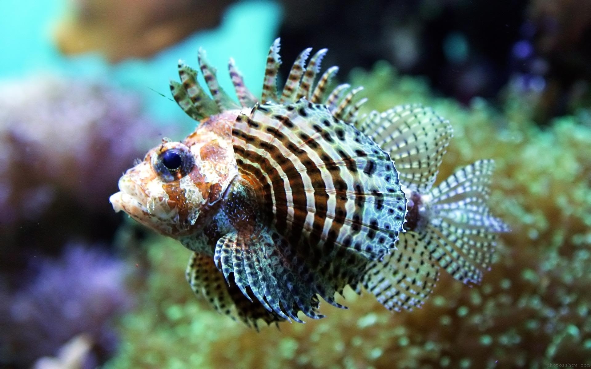 아름다운 물고기 벽지,물고기,해양 생물학,lionfish,수중,물고기