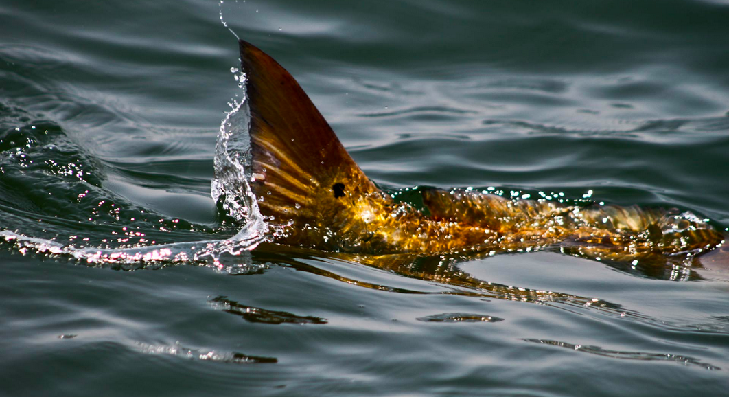 red fish wallpaper,water,fish,wildlife,sea,wave