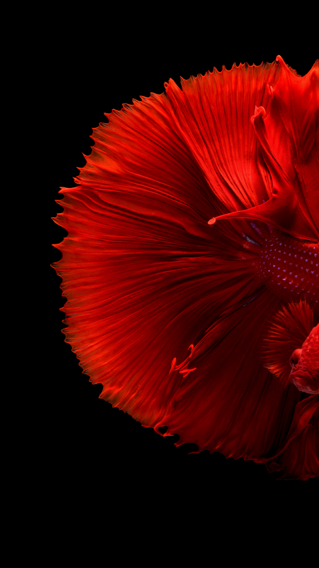 carta da parati pesce rosso,rosso,petalo,fiore,coquelicot,pianta
