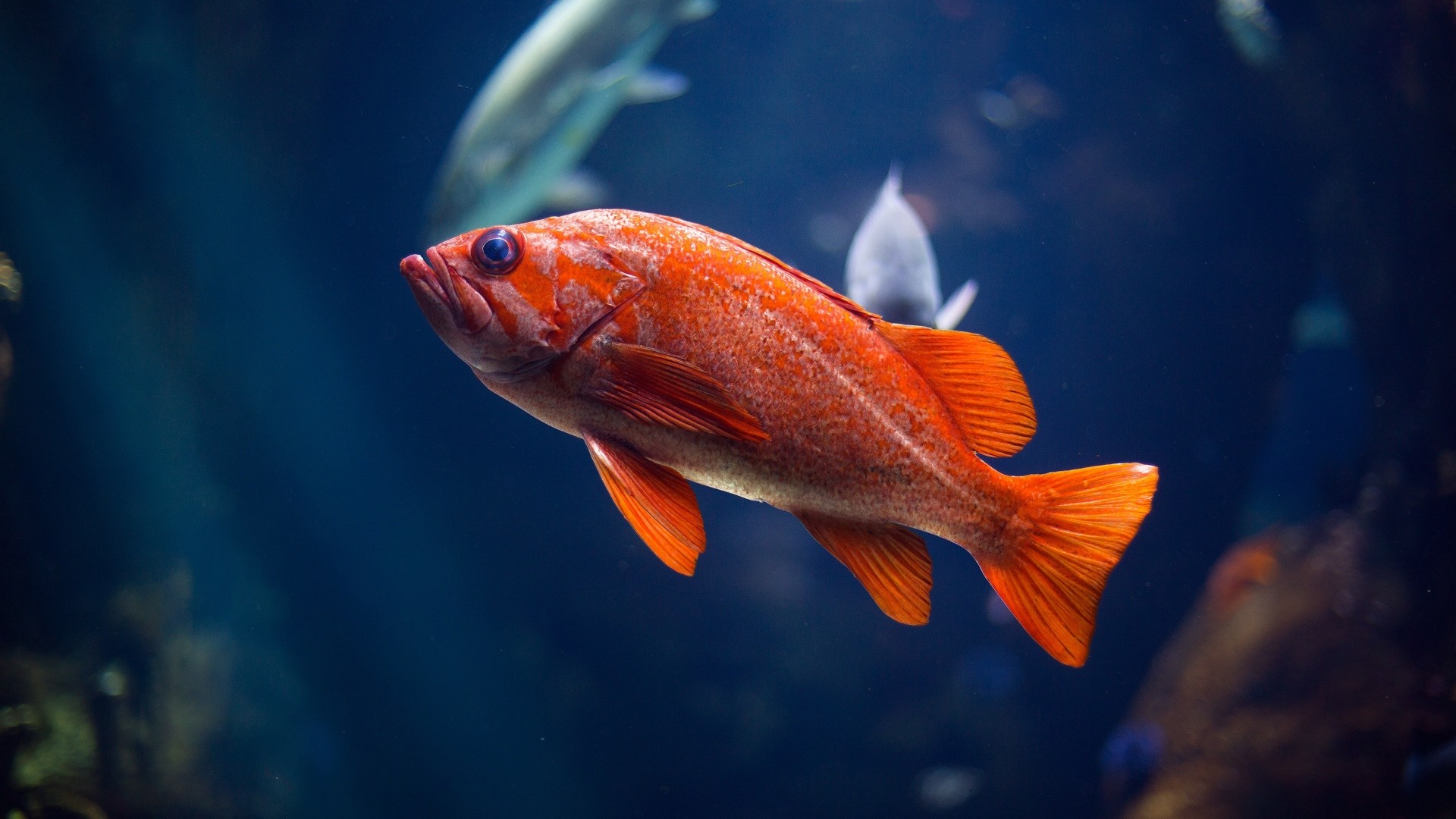 fondo de pantalla de pez rojo,pez,pez,biología marina,naranja,rojo