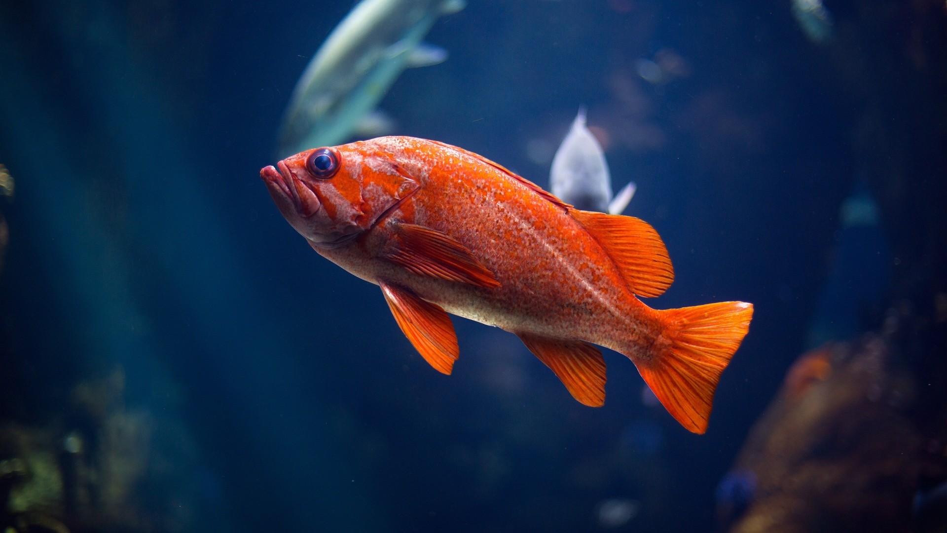 red fish wallpaper,fish,fish,marine biology,orange,red