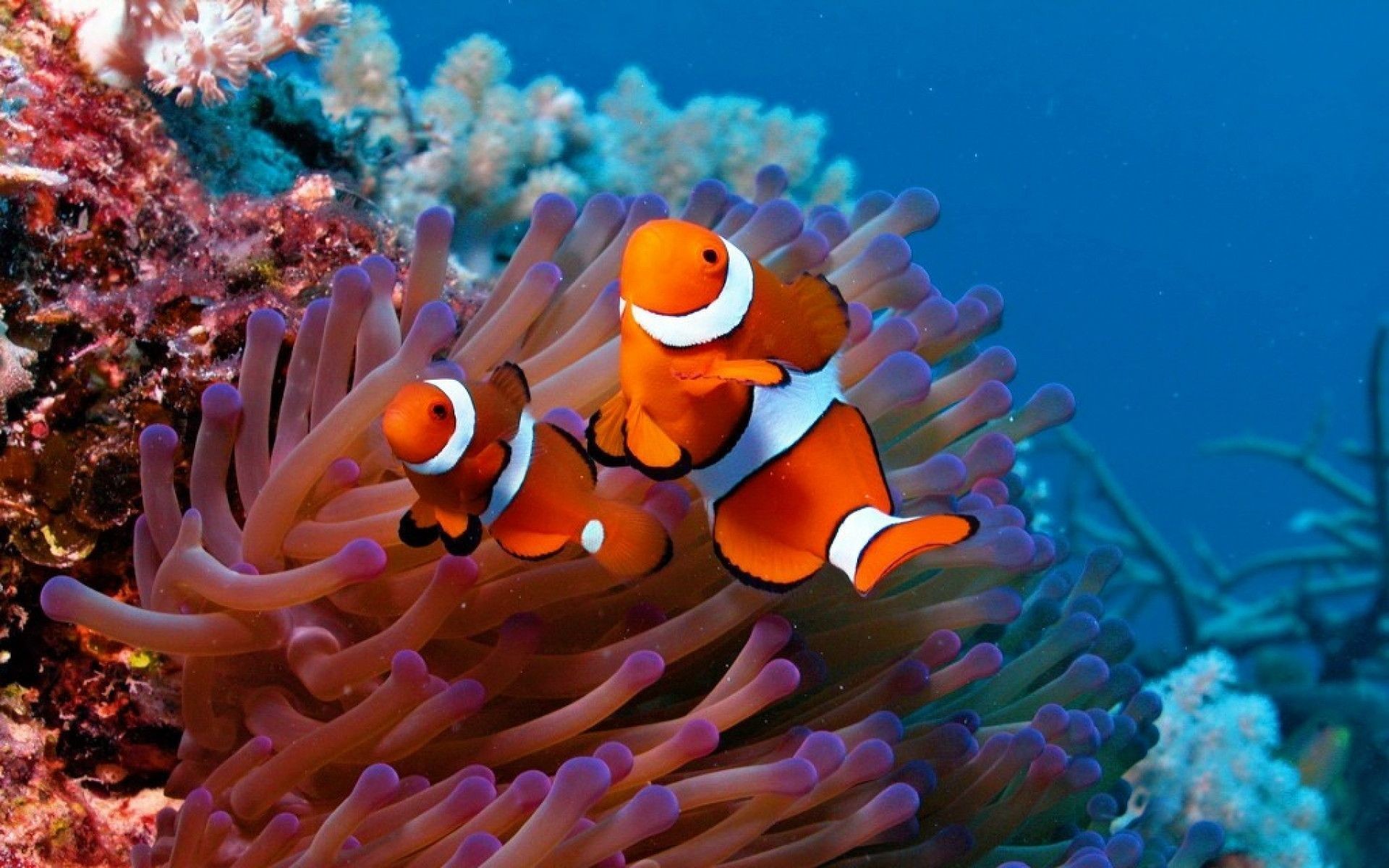 free fish wallpaper,fish,anemone fish,underwater,clownfish,reef