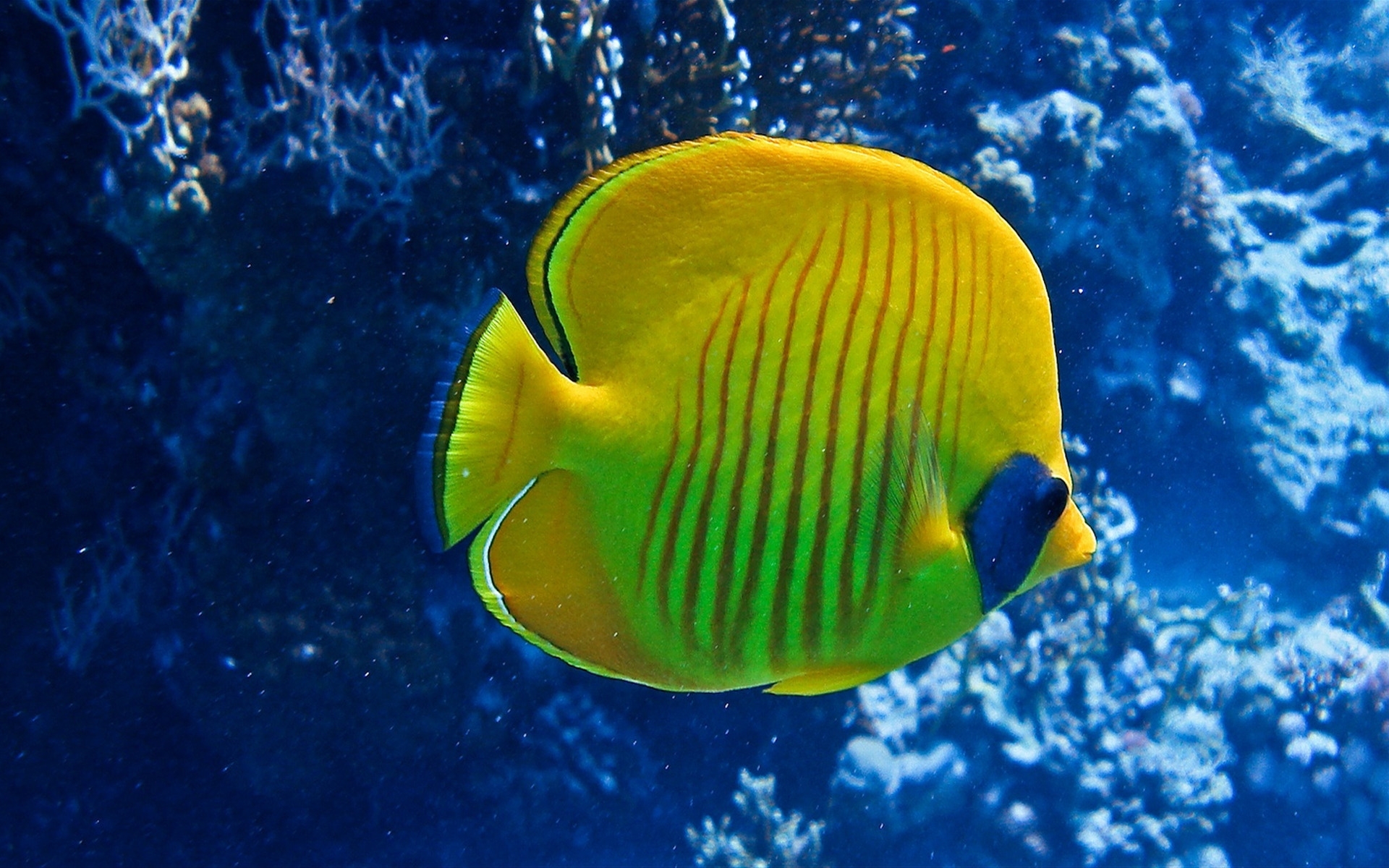 fond d'écran de poissons de natation,poisson,sous marin,biologie marine,poisson,poissons de récifs coralliens