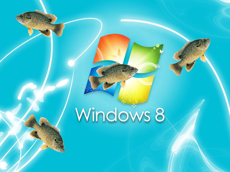 fondo de pantalla de peces de natación,pez,pez,biología marina,pez alimentador,pez de colores