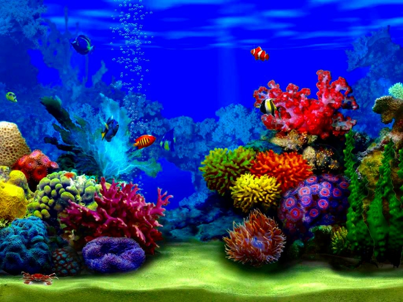 schwimmender fisch tapete,riff,korallenriff,meeresbiologie,süßwasseraquarium,majorelle blau