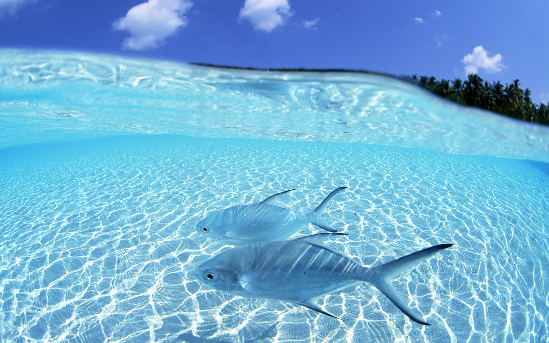 carta da parati pesce che nuota,acqua,subacqueo,pesce,pesce,biologia marina