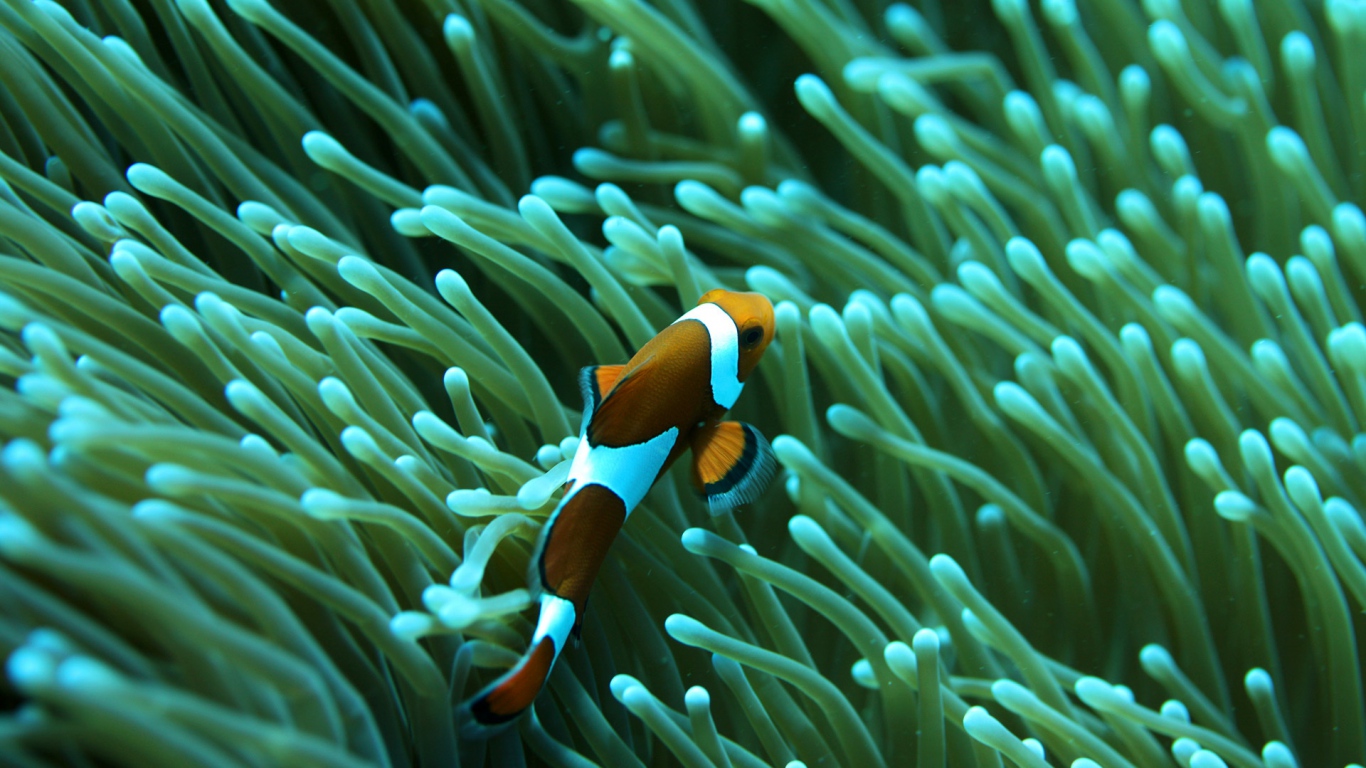 swimming fish wallpaper,anemone fish,fish,underwater,clownfish,sea anemone