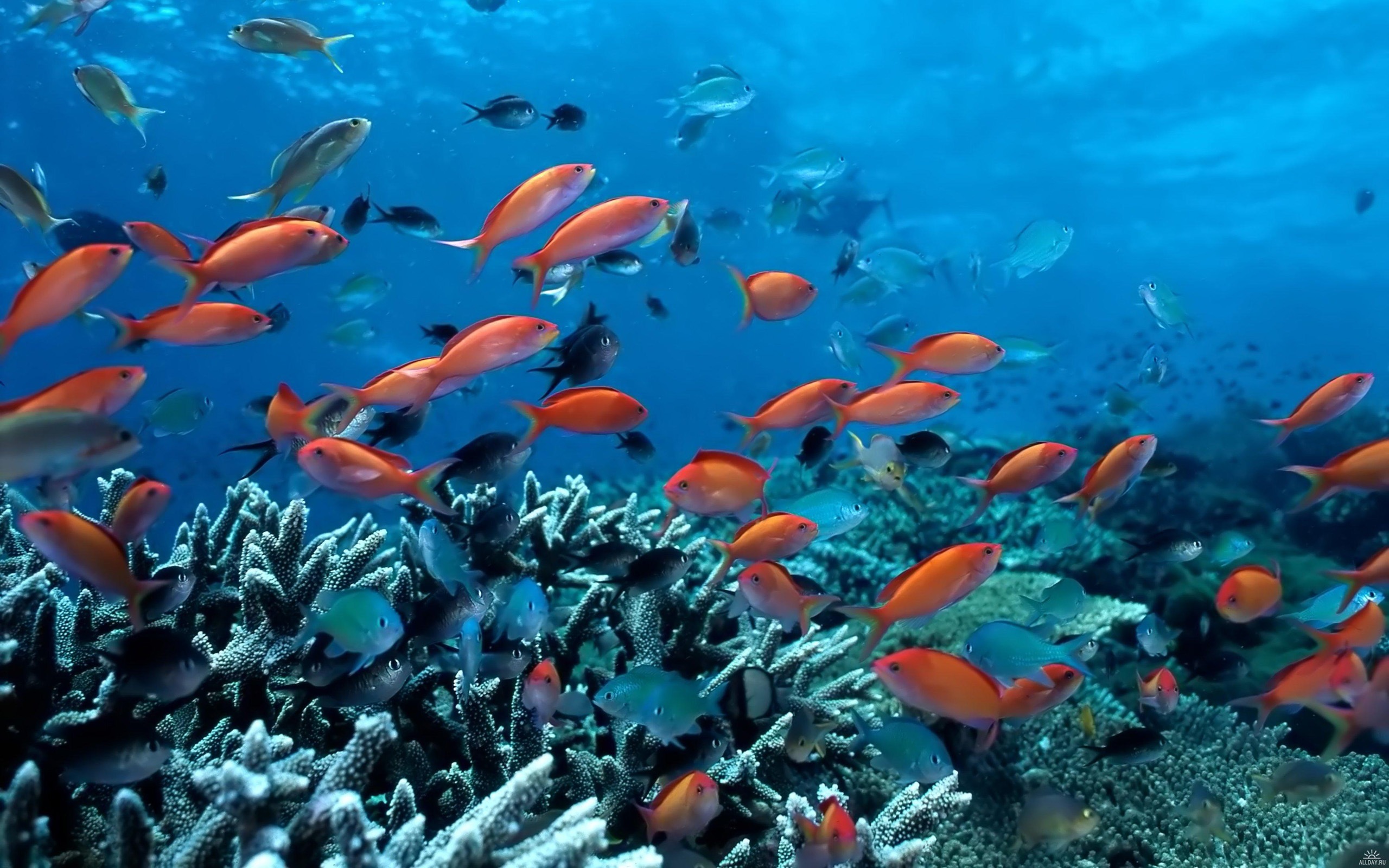 swimming fish wallpaper,coral reef,underwater,coral reef fish,marine biology,fish