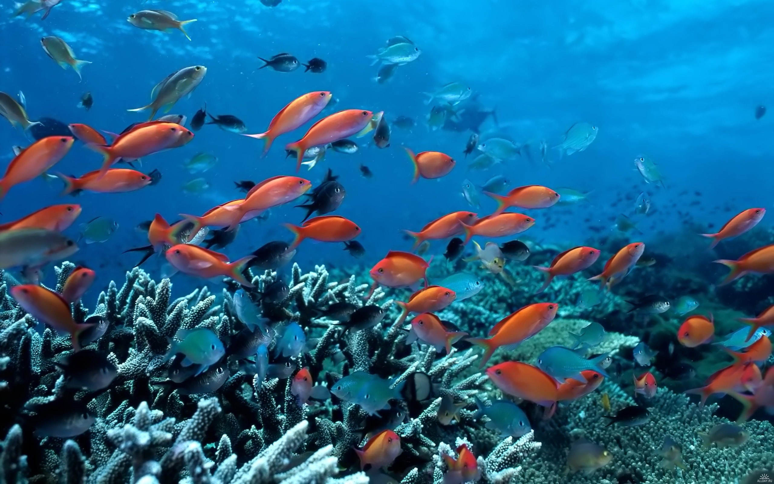 carta da parati pesce che nuota,barriera corallina,subacqueo,pesci di barriera corallina,biologia marina,pesce