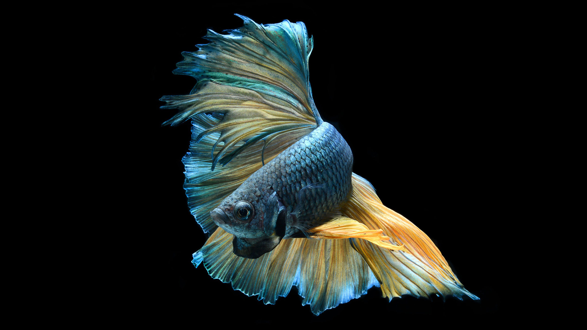 Blue And Yellow Halfmoon Betta Wallpaper 5 Of - Betta Fish- WallpaperUse