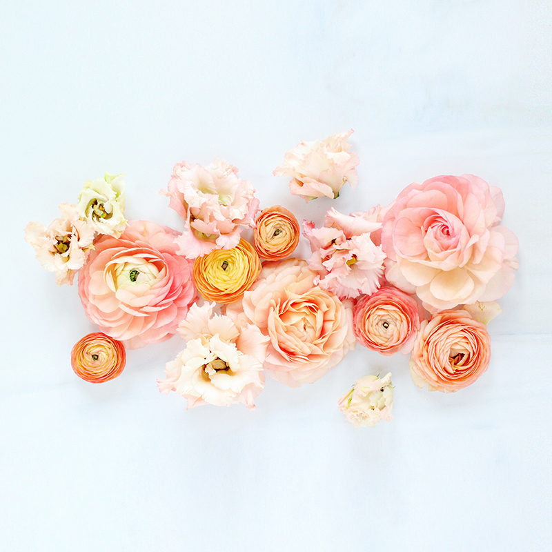 papel tapiz de floración,rosado,flor,rosa,rosas de jardín,planta