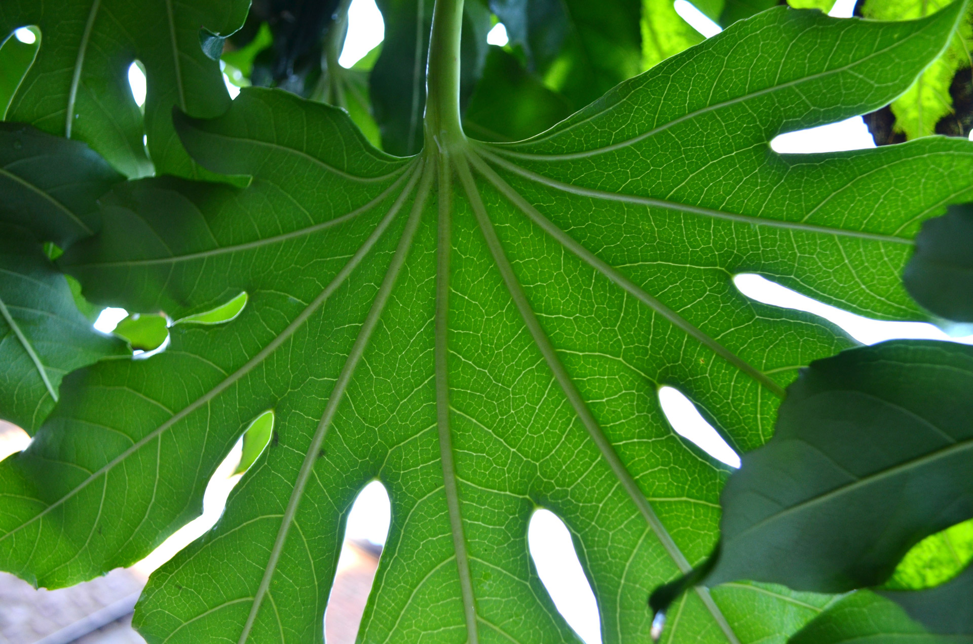 large leaf wallpaper,leaf,green,plant,flower,tree