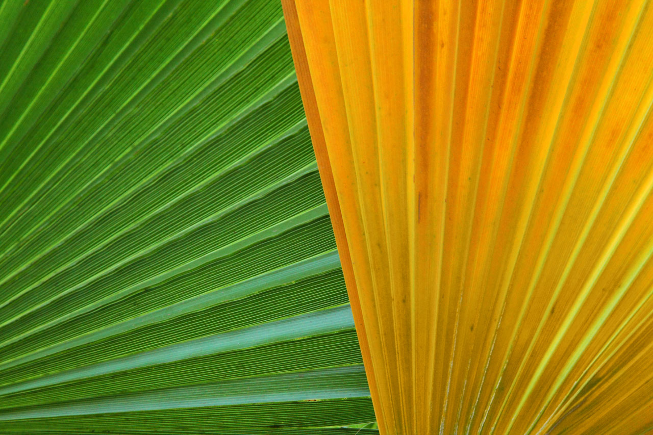 large leaf wallpaper,leaf,green,yellow,orange,plant