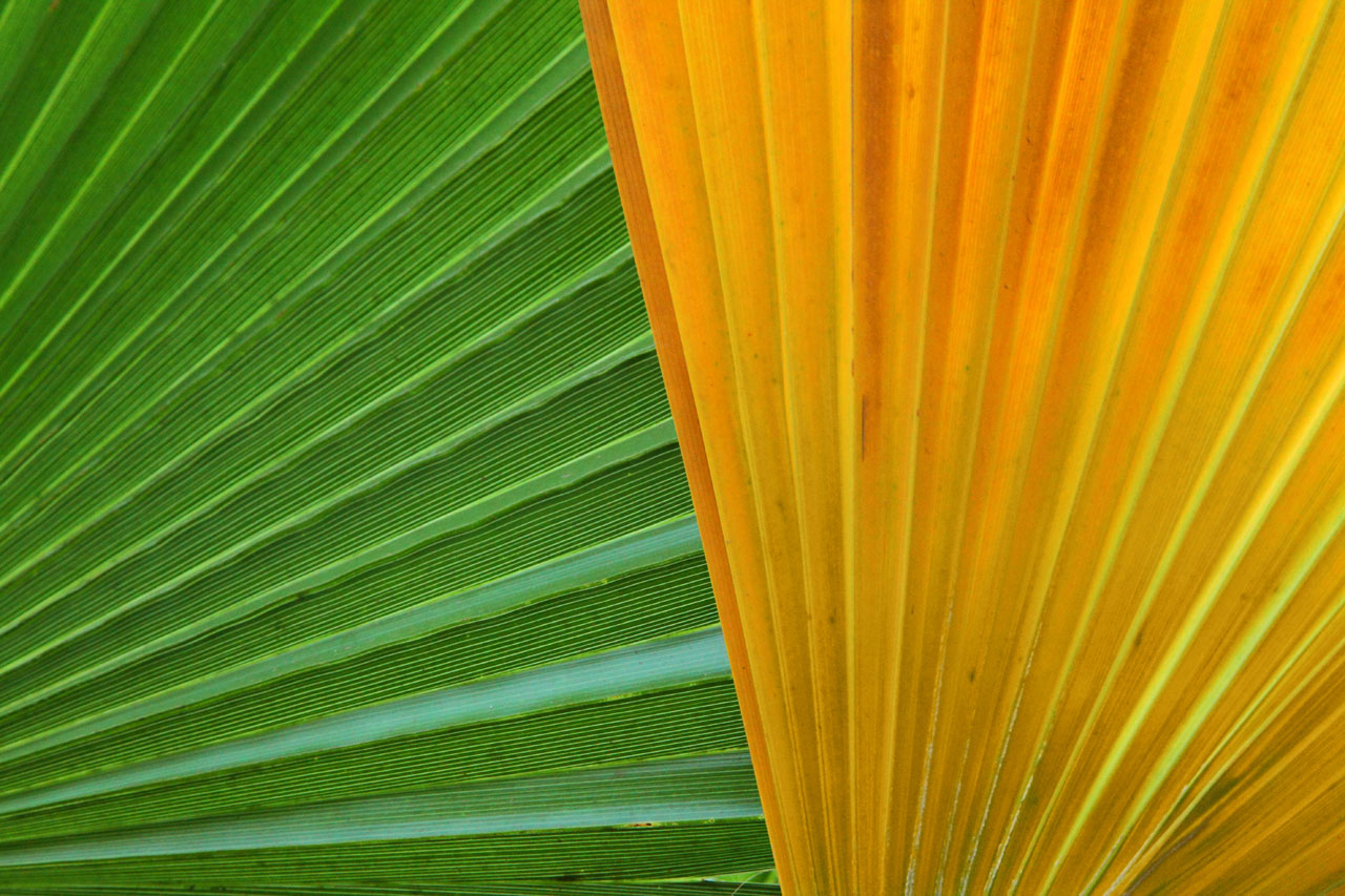 große blatt tapete,blatt,grün,gelb,orange,pflanze