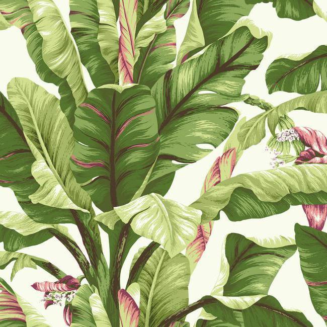 large leaf wallpaper,flower,flowering plant,plant,leaf,arrowroot family