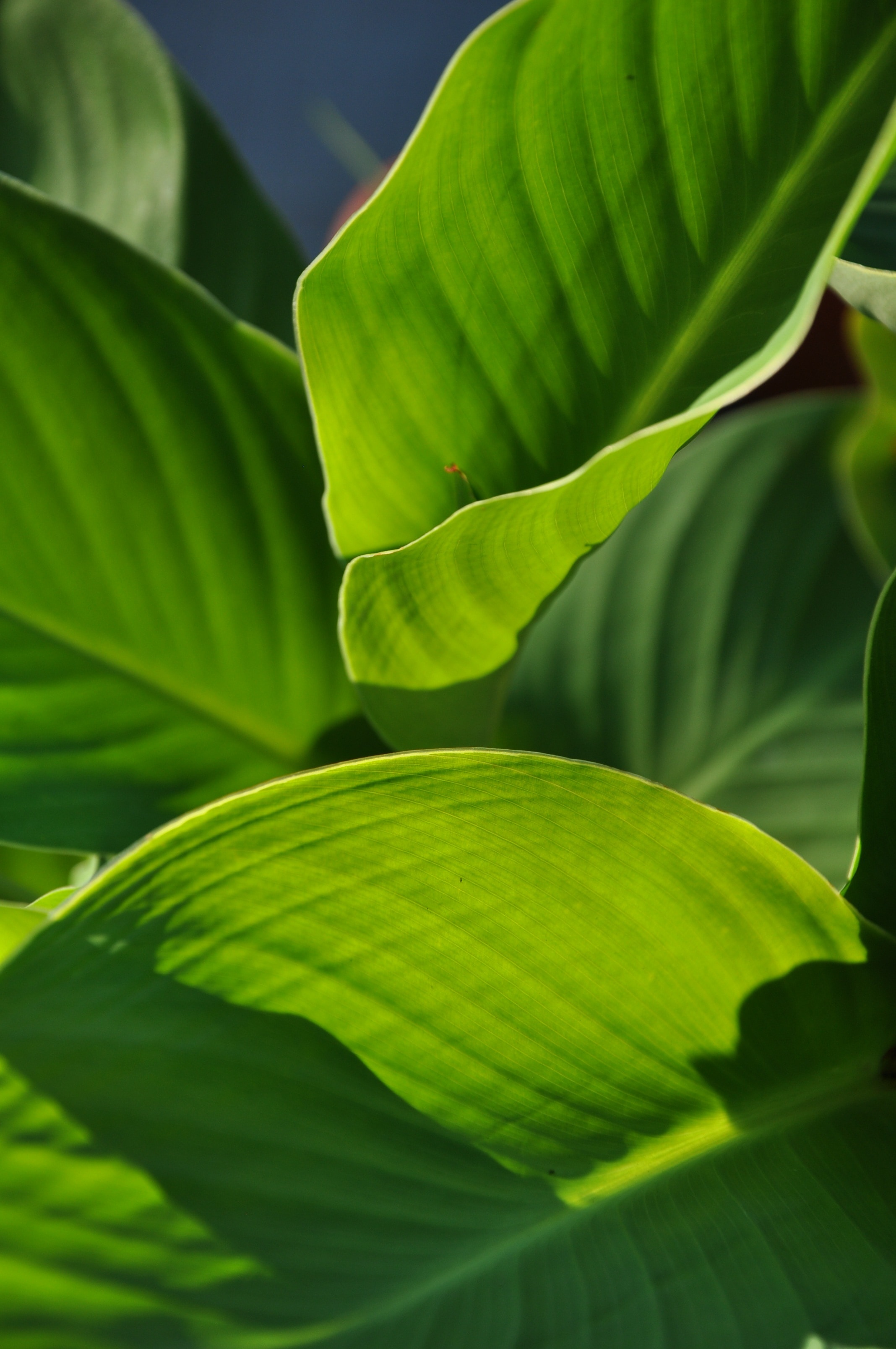 papel tapiz de hoja grande,hoja,hoja de banana,verde,planta,flor