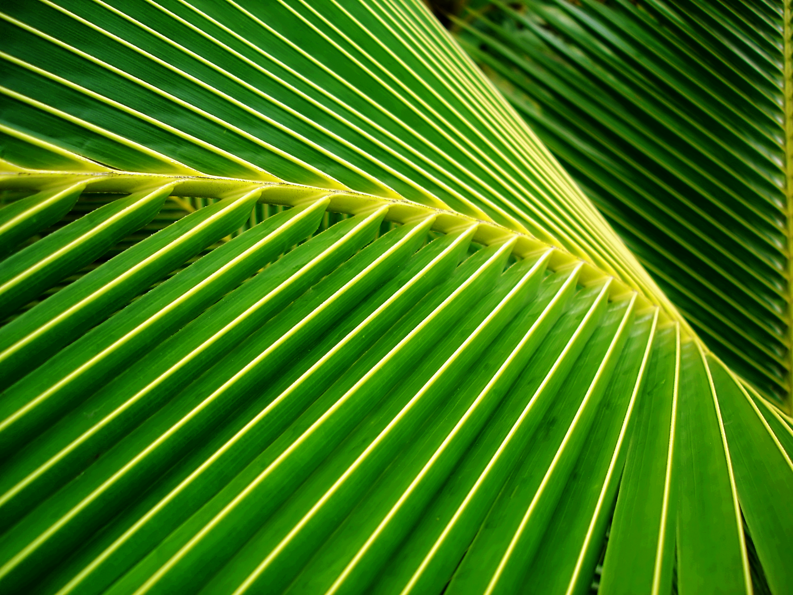 carta da parati a foglia larga,foglia,verde,avvicinamento,pianta,albero