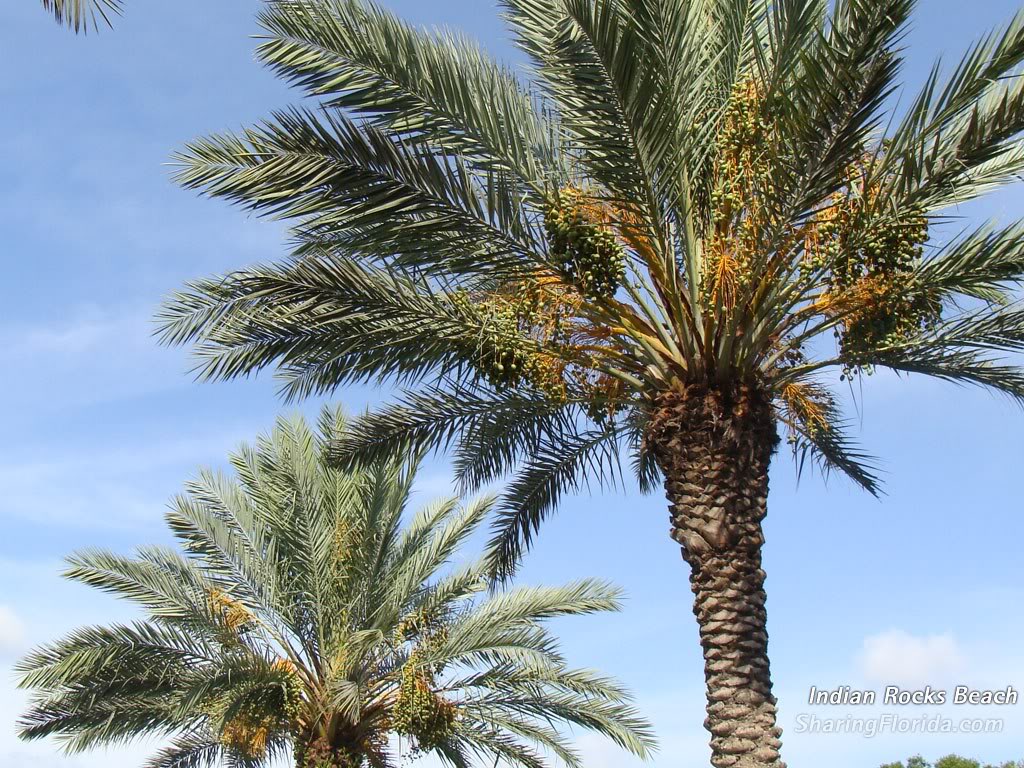 papel tapiz de hoja grande,árbol,palmera datilera,planta,palmera,palma del desierto