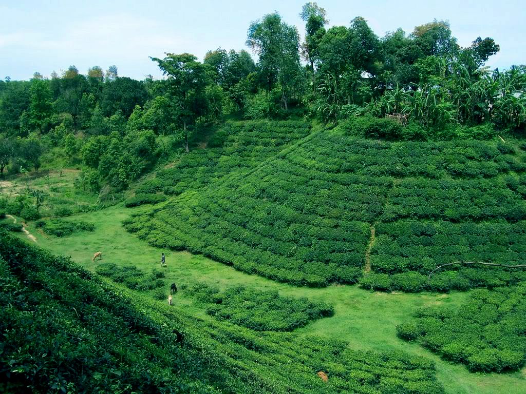 bd wallpaper,plantation,hill station,highland,vegetation,darjeeling tea